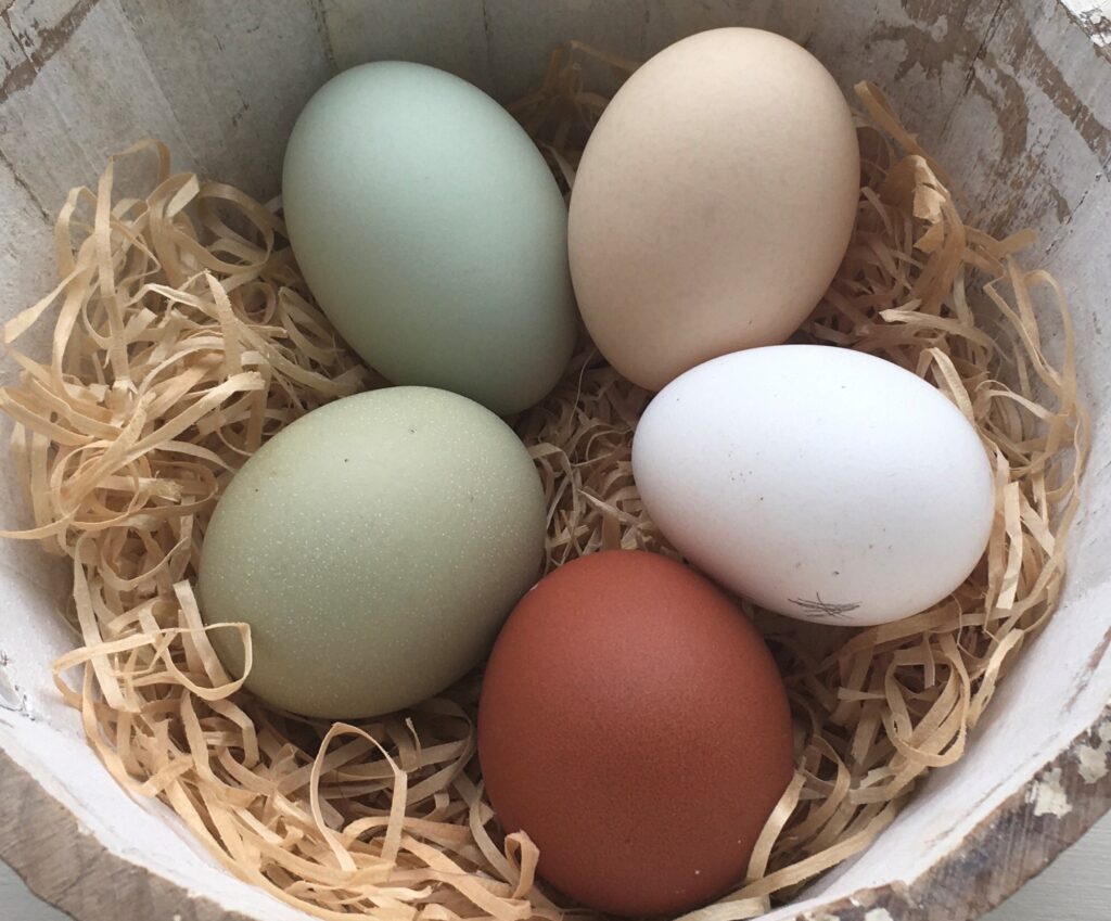 Eggs-1-1-1.jpg