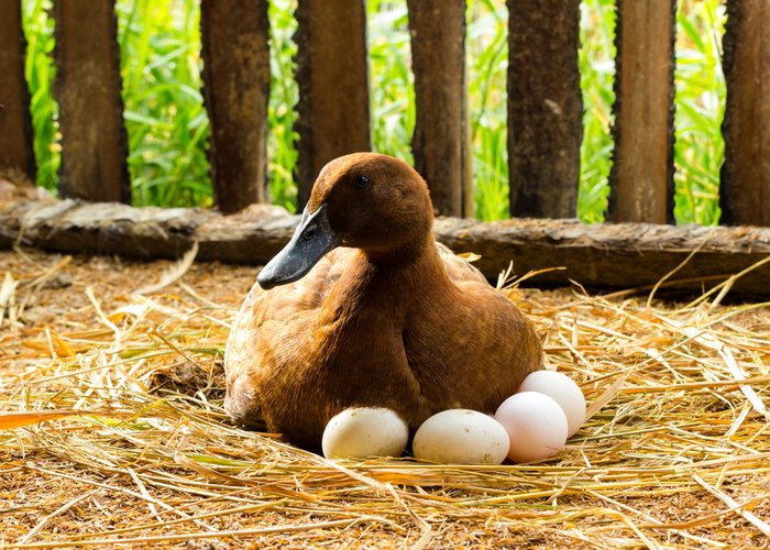 duck-laying-eggs-1.jpg